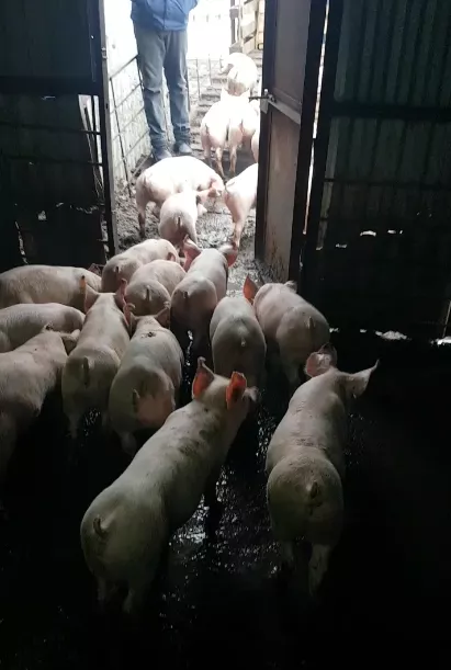 поросята, свиньи в живом весе (оптом) в Саранске и Республике Мордовия 4