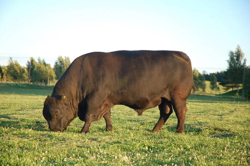 закупка быков живым весом в Уфе
