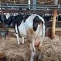 коровы выбраковка на убой Башкортостан  в Уфе