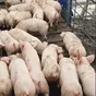 свиньи, поросята, санбрак в Уфе и Республике Башкортостан 10