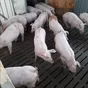 свиньи, поросята, санбрак в Уфе и Республике Башкортостан 7