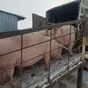 свиньи, поросята, санбрак в Уфе и Республике Башкортостан 6