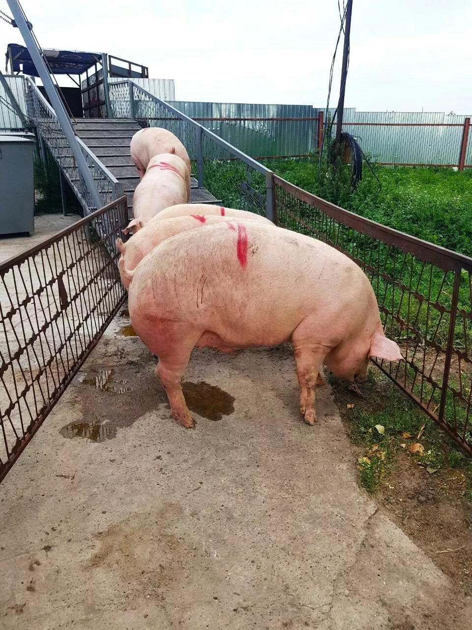 свиньи, поросята, санбрак в Уфе и Республике Башкортостан