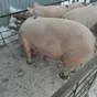 свиньи, поросята, санбрак в Уфе и Республике Башкортостан 4