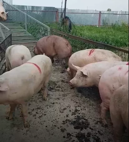 свиньи, свиноматки с комплекса (оптом) в Уфе и Республике Башкортостан 5