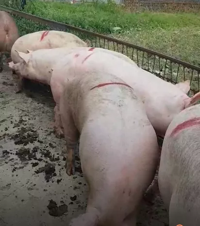 свиньи, свиноматки с комплекса (оптом) в Уфе и Республике Башкортостан 3