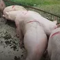 свиньи, свиноматки с комплекса (оптом) в Уфе и Республике Башкортостан 3