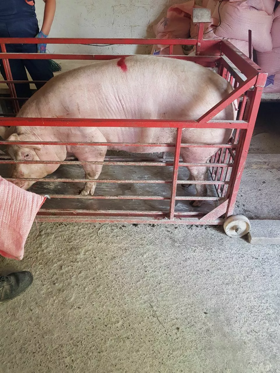 свиньи, свиноматки с комплекса (оптом) в Уфе и Республике Башкортостан 2
