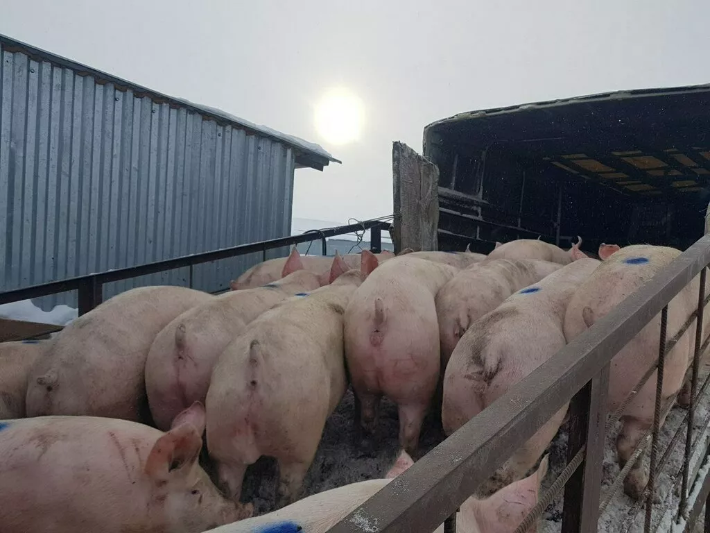 свиньи, свиноматки с комплекса (оптом) в Уфе и Республике Башкортостан 4
