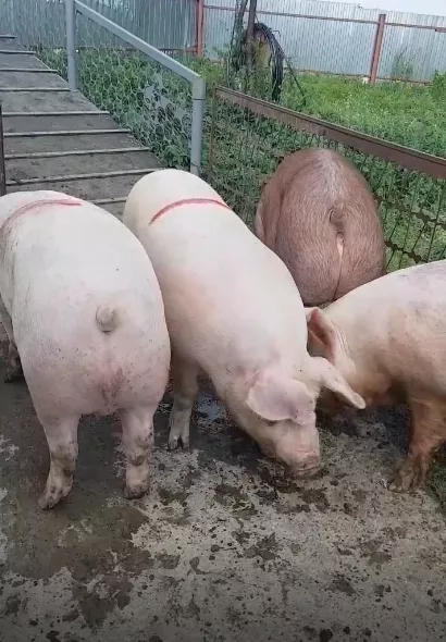 свиньи, свиноматки оптом с комплекса в Уфе и Республике Башкортостан 6