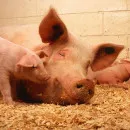 Производство свинины в 2022 году в Башкортостане может вырасти на четверть