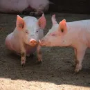 Башкирия: парламент изучит предложение запретить содержание свиней в ЛПХ