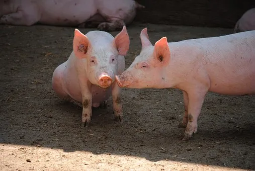 Башкирия: парламент изучит предложение запретить содержание свиней в ЛПХ  