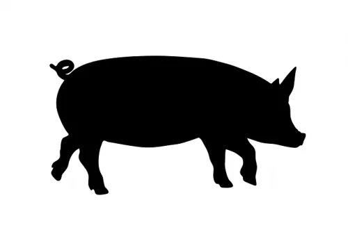 В Башкирии сняли режим ЧС по африканской чуме свиней
