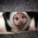 В Башкирии не намерены запрещать частникам разводить свиней