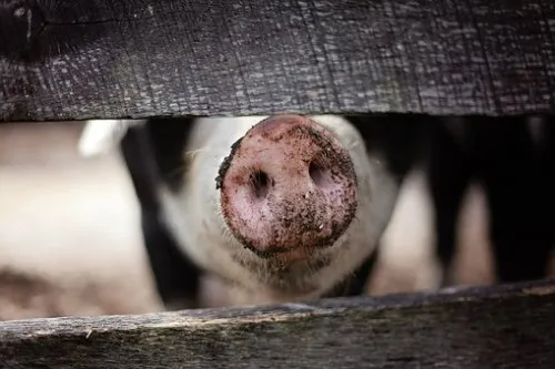 В Башкирии не намерены запрещать частникам разводить свиней