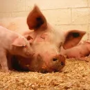 В Башкирии усилили диагностику африканской чумы свиней