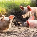 В Башкирии снят карантин после первой вспышки африканской чумы свиней