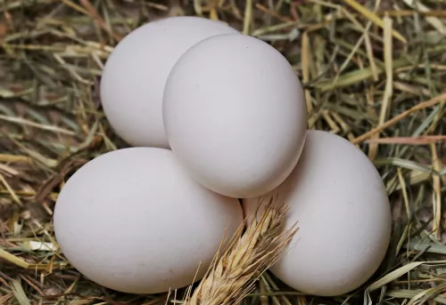 В Башкирии нет перебоев с поставками племенного яйца из Евросоюза