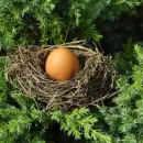 Управление Россельхознадзора по Республике Башкортостан проконтролировало партию инкубационного яйца индейки из Словакии
