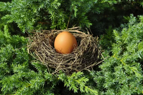 Управление Россельхознадзора по Республике Башкортостан проконтролировало партию инкубационного яйца индейки из Словакии