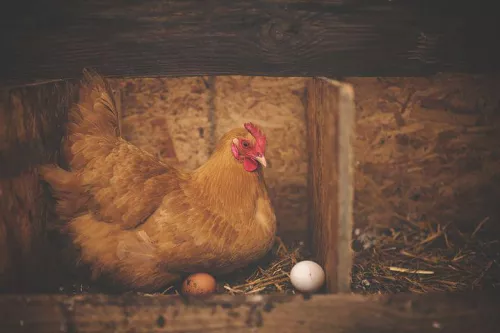 В Республике Башкортостан досмотрена партия инкубационного яйца индейки из Словакии