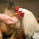 Птичий грипп и чуму свиней занесли в Башкирию целенаправленно – Фазрахманов