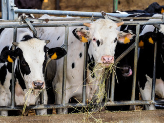 Поголовье крупного рогатого скота в Башкирии за год сократилось на 6,3%
