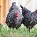 В Башкирию из Евросоюза поступила очередная партия инкубационного яйца индейки