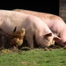 В Башкирии ввели ограничения на ввоз свиней из некоторых регионов России