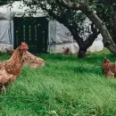 Ученые в Башкирии разработали птичий корм из куриного помета