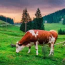 В Башкирию прибыл импортный племенной крупнорогатый скот из Германии