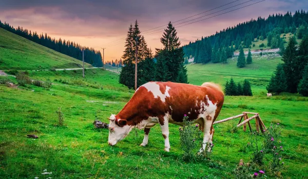 В Башкирию прибыл импортный племенной крупнорогатый скот из Германии