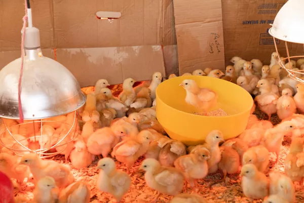 В Башкирии от неизвестного заболевания пало около 5000 цыплят
