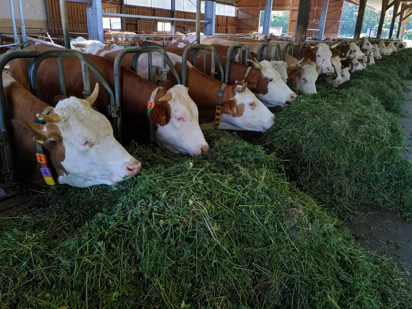 Производство скота и птицы в Башкирии за 2023 год выросло на 9%