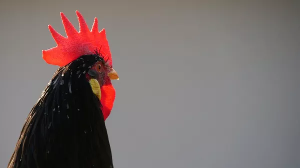 Башкортостан республика: На птицефабрике в Авдоне уничтожат заболевшее гриппом поголовье