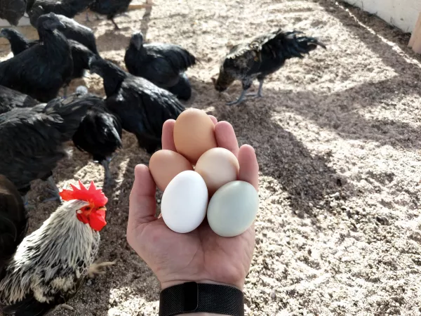Яйца вкрутую.В Башкирии дорожает продукция птицефабрик
