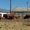 закупаем коров  живком в Уфе 4