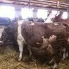 закупаем коров  живком в Уфе