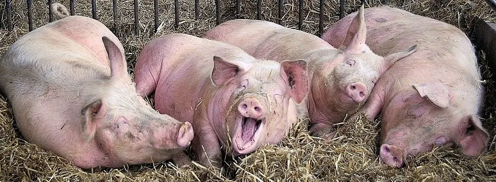 фотография продукта Свиноматки, свиньи, поросята 
