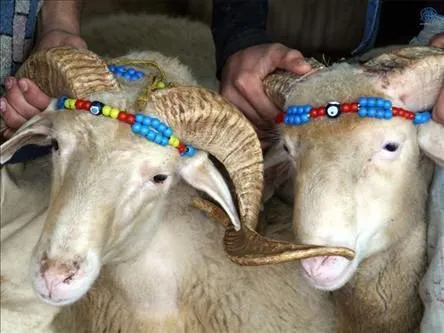 фотография продукта Живые барашки, овцы на продажу в Уфе