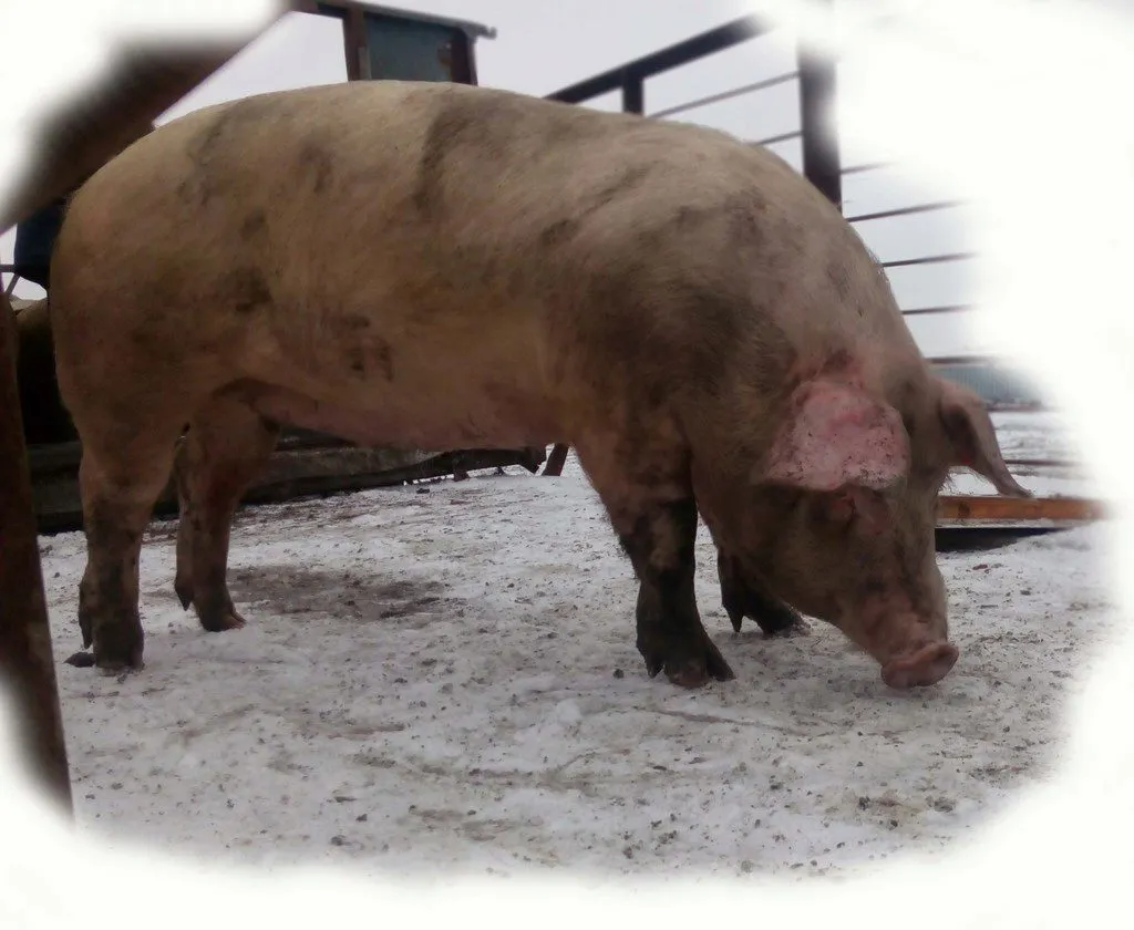 фотография продукта Свиньи живым весом 1 категория ОПТОМ