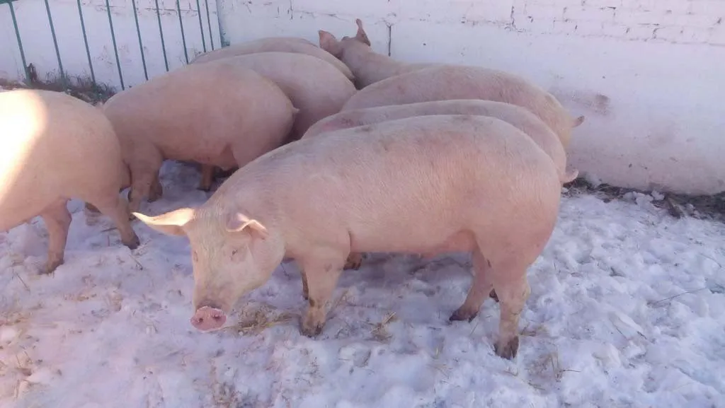 свиньи живым весом 120...кг в Нефтекамске 2