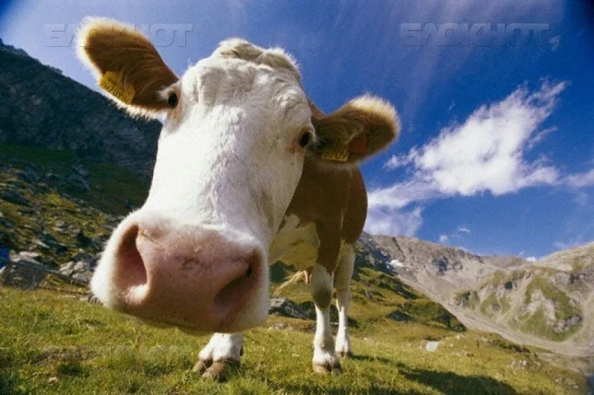 фотография продукта КРС ( коровы, телки, быки ) ДОРОГО