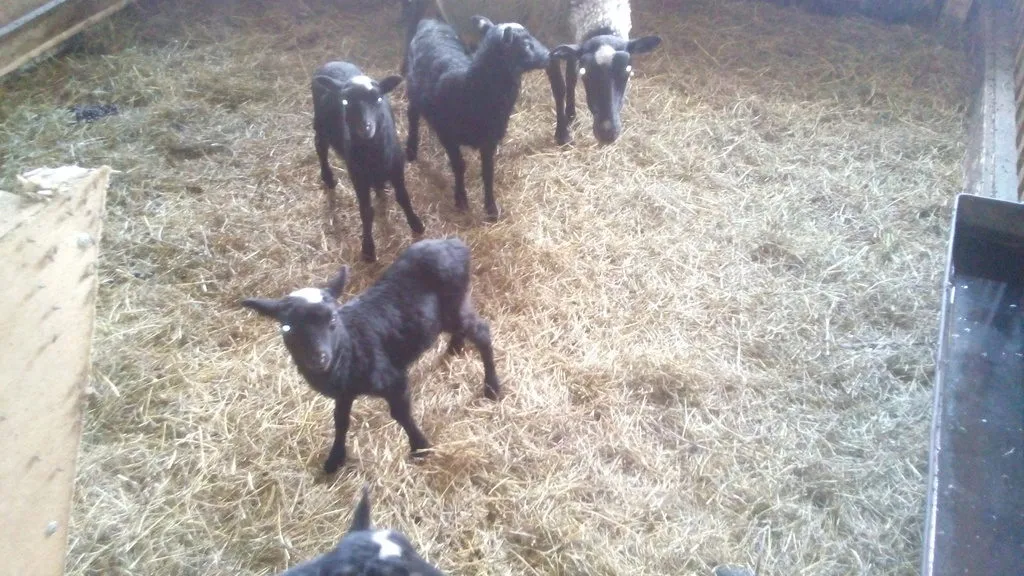 овцы в Ишимбае