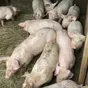 поросята, свиньи в живом весе (оптом) в Саранске и Республике Мордовия 9