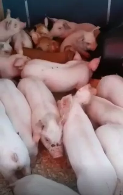 поросята, свиньи в живом весе (оптом) в Саранске и Республике Мордовия 8