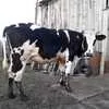 коровы молочные в Уфе 2
