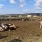 бычки мясных пород в Баймаке