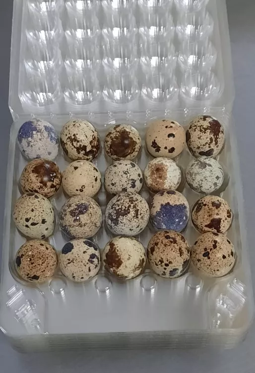 перепелиные яйца опт в Уфе и Республике Башкортостан
